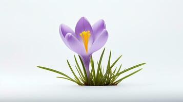 Photo of beautiful Crocus flower isolated on white background. Generative AI