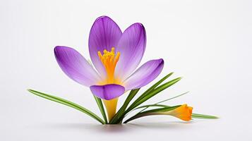 Photo of beautiful Crocus flower isolated on white background. Generative AI