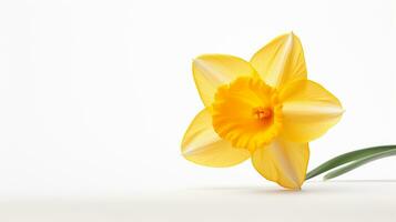 Photo of beautiful Daffodil flower isolated on white background. Generative AI