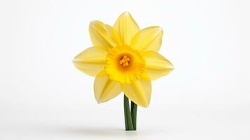 Photo of beautiful Daffodil flower isolated on white background. Generative AI