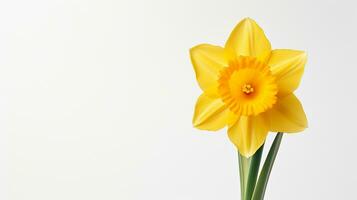 Photo of beautiful Daffodil flower isolated on white background. Generative AI