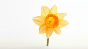 Photo of beautiful Daffodil flower isolated on white background. Generative AI
