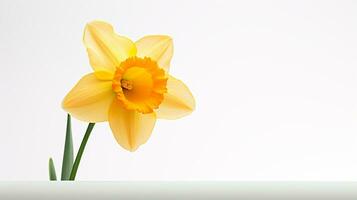 Photo of beautiful Daffodil flower isolated on white background. Generative AI