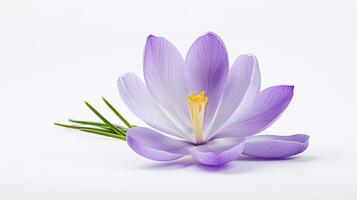 Photo of beautiful Crocus flower isolated on white background. Generative AI