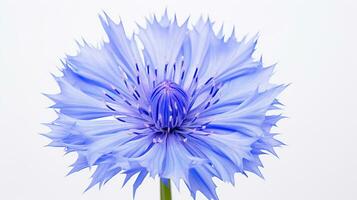 Photo of beautiful Cornflower flower isolated on white background. Generative AI