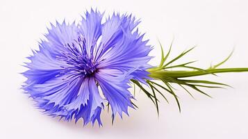 Photo of beautiful Cornflower flower isolated on white background. Generative AI