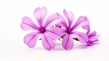 Photo of beautiful Creeping Phlox flower isolated on white background. Generative AI