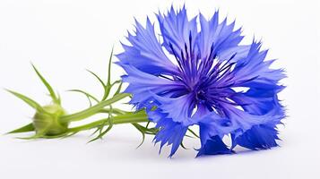 Photo of beautiful Cornflower flower isolated on white background. Generative AI