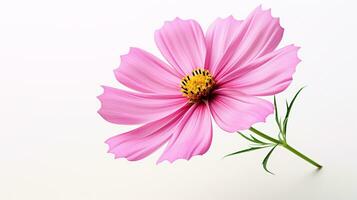 Photo of beautiful Cosmos flower isolated on white background. Generative AI