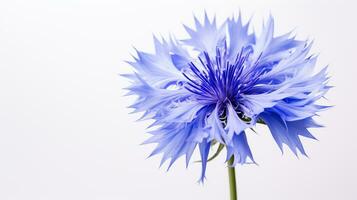 Photo of beautiful Cornflower flower isolated on white background. Generative AI