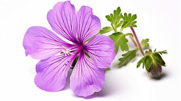 Photo of beautiful Cranesbill flower isolated on white background. Generative AI