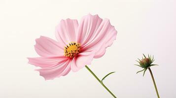 Photo of beautiful Cosmos flower isolated on white background. Generative AI