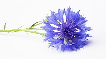 Photo of beautiful Cornflower flower isolated on white background. Generative AI