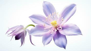 Photo of beautiful Columbine flower isolated on white background. Generative AI
