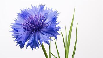 Photo of beautiful Cornflower flower isolated on white background. Generative AI