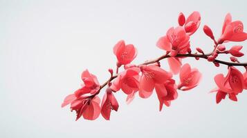 Photo of beautiful Coral Bells flower isolated on white background. Generative AI