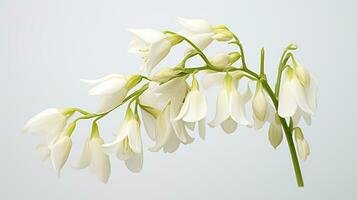 Photo of beautiful Dutchman's Breeches flower isolated on white background. Generative AI