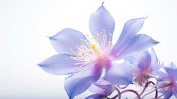 foto de hermosa aguileña flor aislado en blanco antecedentes. generativo ai