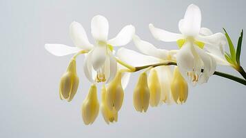 foto de hermosa holandés pantalones flor aislado en blanco antecedentes. generativo ai