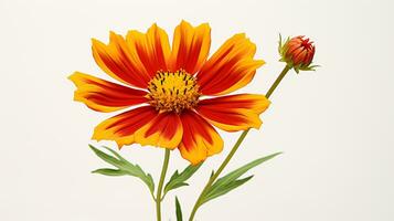 foto de hermosa coreopsis flor aislado en blanco antecedentes. generativo ai