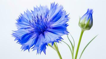 Photo of beautiful Cornflower flower isolated on white background. Generative AI