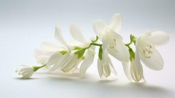 Photo of beautiful Dutchman's Breeches flower isolated on white background. Generative AI