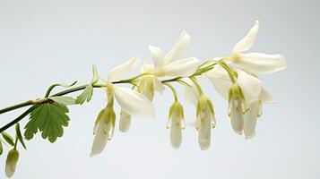 Photo of beautiful Dutchman's Breeches flower isolated on white background. Generative AI