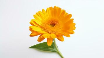 Photo of beautiful Calendula flower isolated on white background. Generative AI