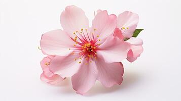 Photo of beautiful Cherry Blossom flower isolated on white background. Generative AI