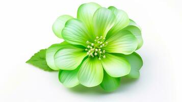 Photo of beautiful Chrysopsis flower isolated on white background. Generative AI