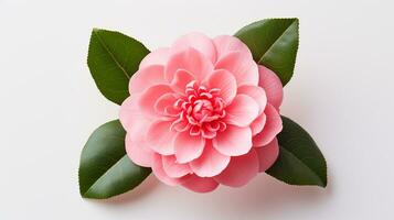 Photo of beautiful Camellia flower isolated on white background. Generative AI