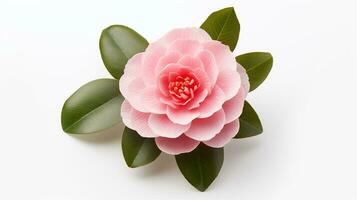 Photo of beautiful Camellia flower isolated on white background. Generative AI