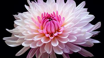 Photo of beautiful Chrysanthemum flower isolated on white background. Generative AI