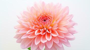 Photo of beautiful Chrysanthemum flower isolated on white background. Generative AI