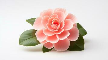 Photo of beautiful Camellia flower isolated on white background. Generative AI