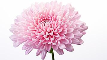 Photo of beautiful Chrysanthemum flower isolated on white background. Generative AI