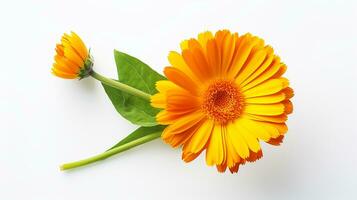 Photo of beautiful Calendula flower isolated on white background. Generative AI