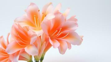 Photo of beautiful Clivia flower isolated on white background. Generative AI