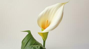 Photo of beautiful Calla Lily flower isolated on white background. Generative AI