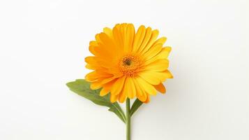 Photo of beautiful Calendula flower isolated on white background. Generative AI