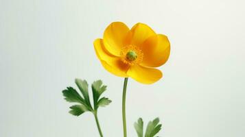 Photo of beautiful Buttercup flower isolated on white background. Generative AI