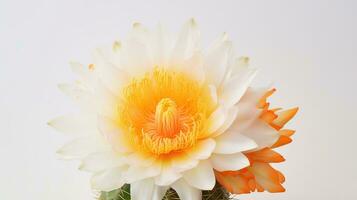 Photo of beautiful Cactus flower isolated on white background. Generative AI