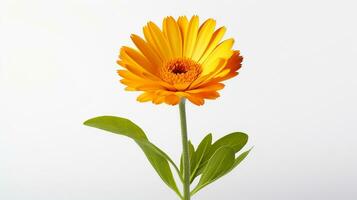 Photo of beautiful Calendula flower isolated on white background. Generative AI