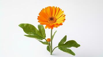 Photo of beautiful Calendula flower isolated on white background. Generative AI