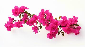 Photo of beautiful Bougainvillea flower isolated on white background. Generative AI