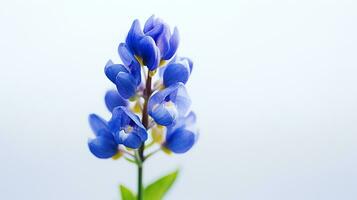 Photo of beautiful Bluebonnet flower isolated on white background. Generative AI