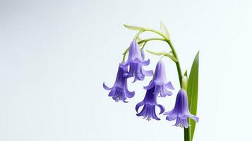 Photo of beautiful Bluebell flower isolated on white background. Generative AI