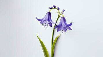 Photo of beautiful Bluebell flower isolated on white background. Generative AI