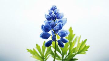 Photo of beautiful Bluebonnet flower isolated on white background. Generative AI