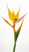 Photo of beautiful Bird of Paradise flower isolated on white background. Generative AI